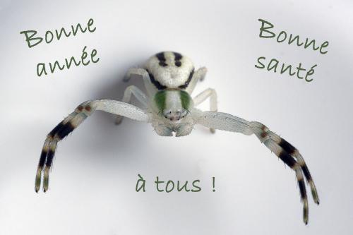 Misumena vatia